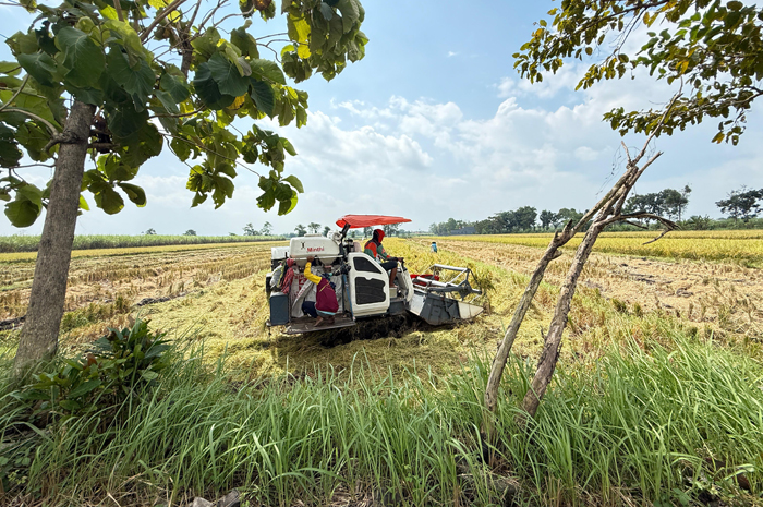 Petani di Jombang saat panen padi, (30/7)