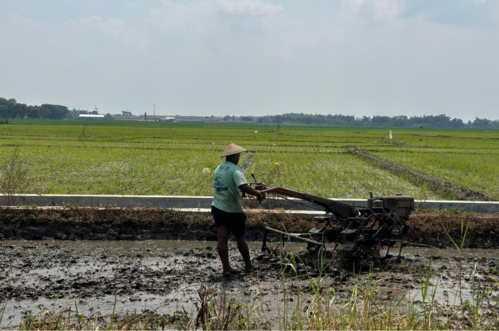 Petani di Jombang membajak sawah, Rabu (30/7).