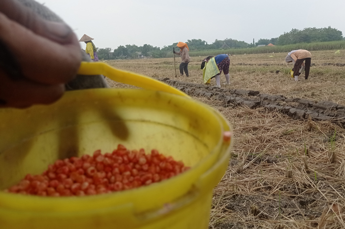 DITANAMI: Buruh tani menanam jagung di sawah Desa Betek, Kecamatan Mojoagung.