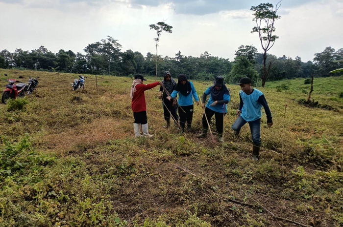 USAHA BARU: Petugas Perumda Perkebunan Panglungan saat menanam komoditas baru yakni semangka dan tembakau.