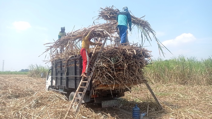 DIPANEN: Buruh tani memanen tebu di Desa Pundong, Kecamatan Diwek sebelum dikirim ke PG Tjoekir.