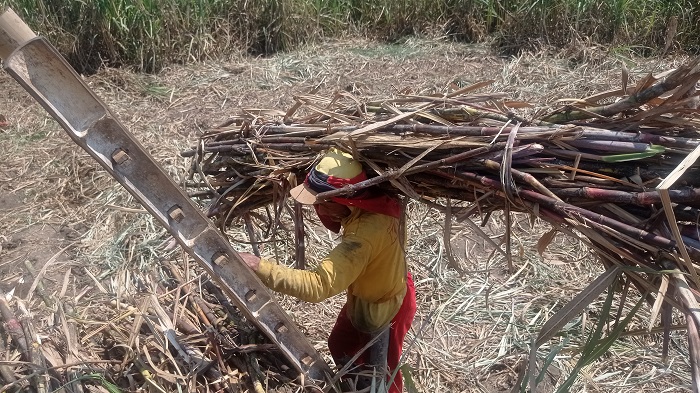 Petani tebu asal Desa Pulorejo, Kecamatan Ngoro saat memanen tebunya, Kamis (28/8)