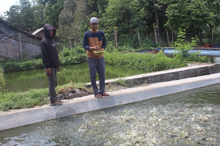 Pembudidaya lele asal Jombang saat memberi makan ikan.