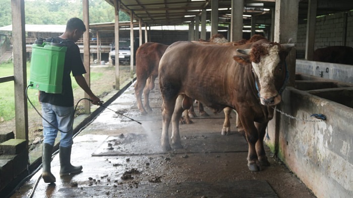 Jumlah peternak sapi di Kabupaten Jombang terus mengalami penurunan