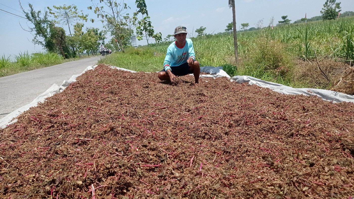 Sunari menunjukkan bayam merah yang baru saja dipanen di lahan persawahan Desa Sumberteguh, Kecamatan Kudu, Jumat (13/9).
