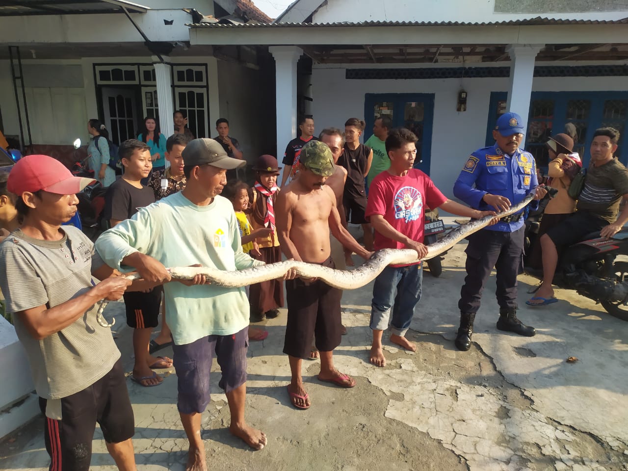 Ular piton yang meresahkan warga di Tanjunggunung, Peterongan, Jombang berhasil ditangkap