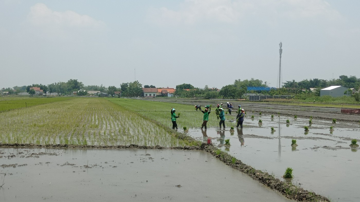 TANAM PADI LAGI: Petani di Desa Ngrandulor, Kecamatan Peterongan dalam setahun tiga kali menanam padi.  &nbsp;
