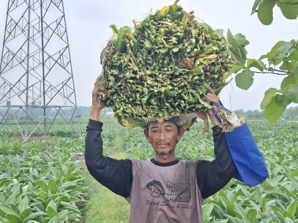 Petani tembakau di Ploso, Jombang sedang memanen tembakau dari sawahnya
