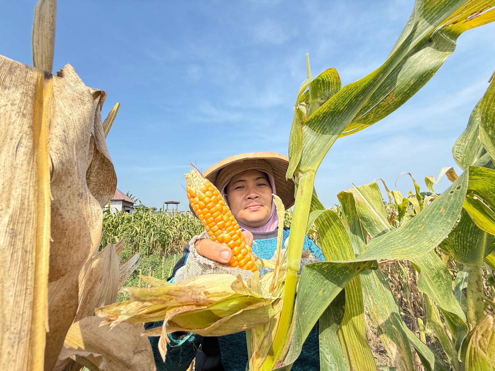 PANEN: Petani di Desa Banyuarang Kecamatan Ngoro memanen jagung (4/10).