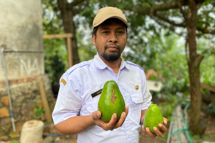 &nbsp;  POTENSI UNGGULAN: Adib Taufani, Penyuluh Pertanian Lapangan (PPL) Wonosalam menunjukkan alpukat unggulan Wonosalam, Rabu (8/10).  &nbsp;  &nbsp;