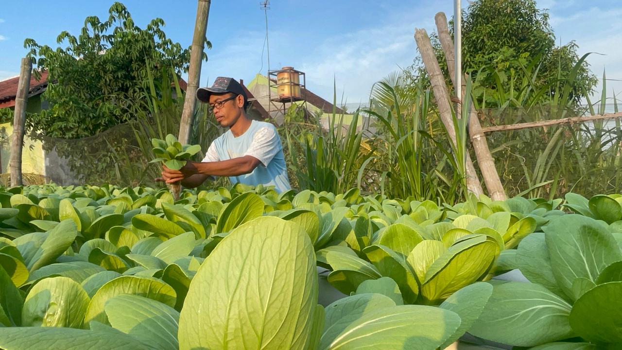 Pria di Jombang ini menyulap lahan kosong di rumahnya jadi tanaman hidroponik hingga panen cuan