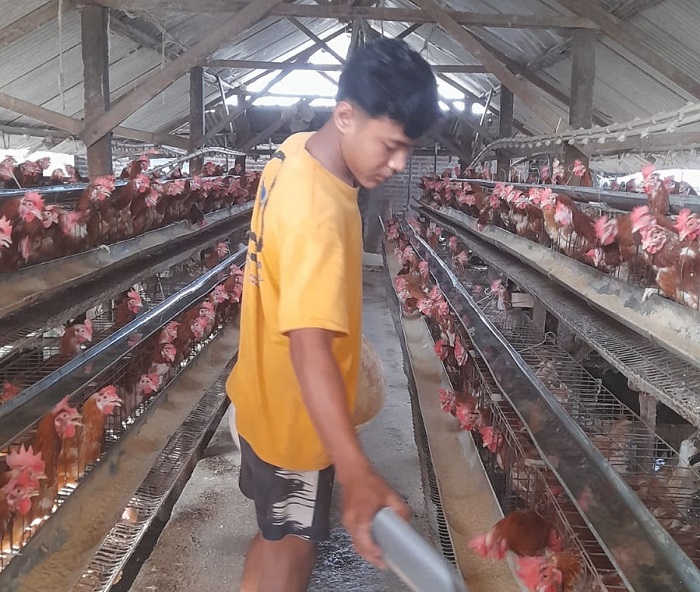 Peternak ayam petelur di Kabupaten Jombang mulai menjerit