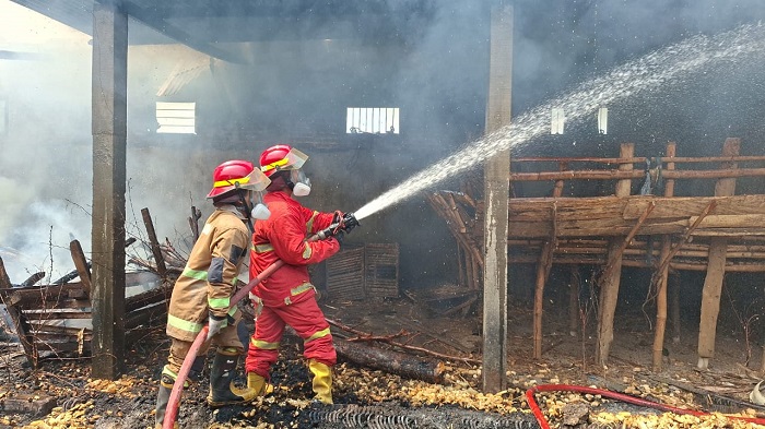 Sebuah kandang di Dusun Pedes, Desa Sukorejo, Kecamatan Perak, Jombang, terbakar pada Kamis siang (16/10/2025) sekitar pukul 12.00 WIB.