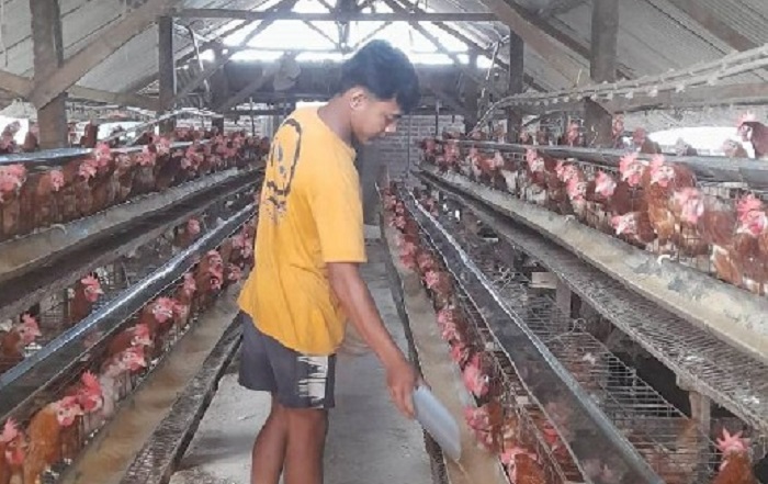  TELATEN: Peternak saat memberi makan ayam di Desa Mojotengah Kecamatan Bareng. 