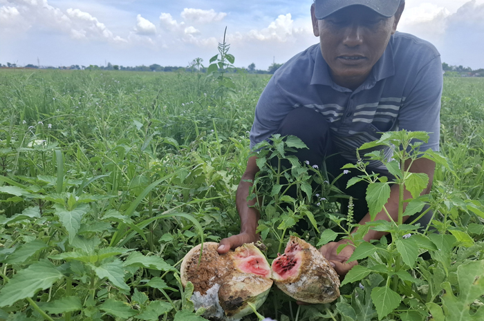 &nbsp;  MERUGI: Petani menunjukkan buah yang siap panen rusak akibat diguyur hujan.  &nbsp;