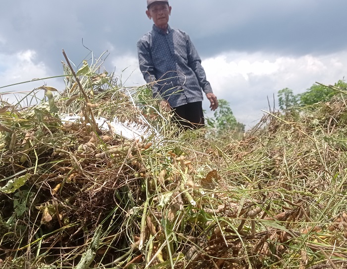 FOTO: AINUL HAFIDZ/JAWA POS RADAR JOMBANG  &nbsp;  TAMBAHAN BAHAN BAKU TAHU: Petani menunjukkan kedelai yang baru saja dipanen di pematang sawah Desa Pojokrejo, Kecamatan Kesamben.  &nbsp;