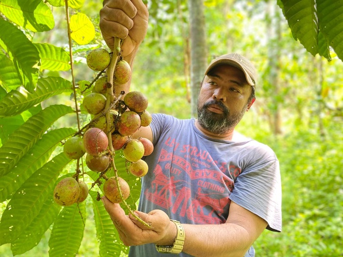 PANEN: Heri Susanto, petani asal Dusun Pucangrejo, Desa Wonosalam saat memanen buah matoa di kebunnya kemarin (12/11).    &nbsp;