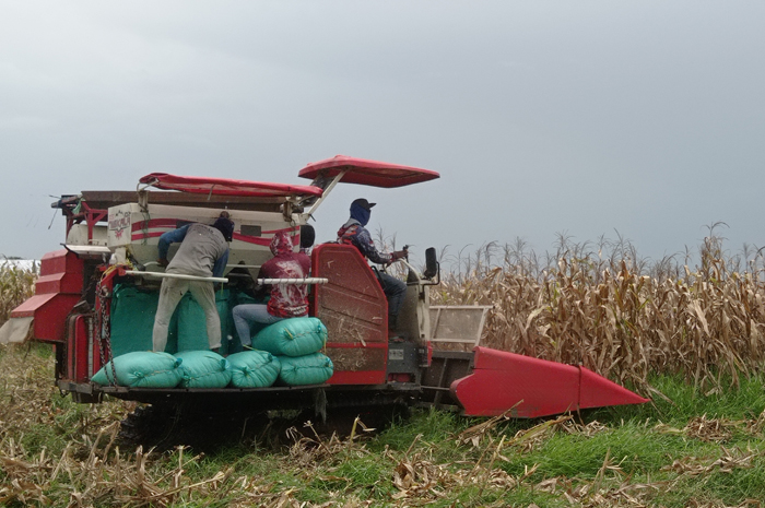 Petani di Jombag tengah memanen jagung di sawah miliknya menggunakan mesin