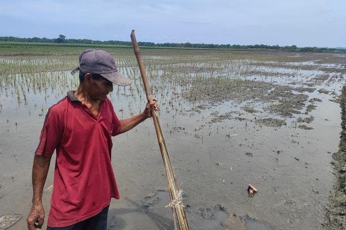 &nbsp;  TANAM ULANG: Petani di Desa Jatirowo, Kecamatan Ploso menunjukkan tanaman padi yang mati usai terendam banjir.