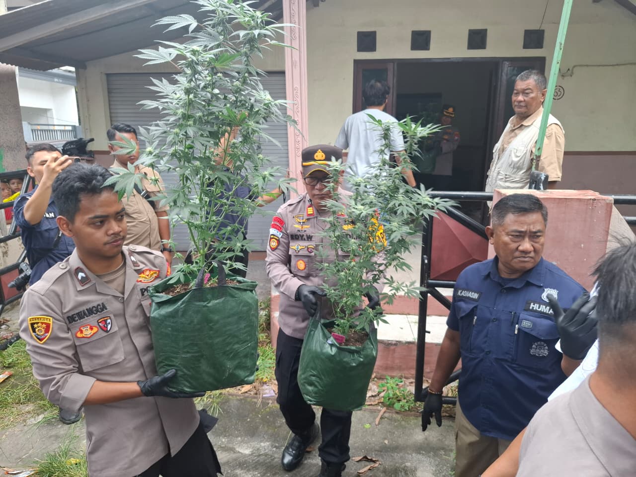 Sebuah rumah di Dusun/Desa Mojongapit Kecamatan Jombang ternyata jadi lahan penanaman ganja.