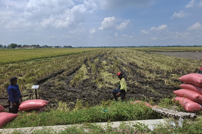DIPANEN: Buruh tani mengangkut gabah baru saja dipanen di Desa Pagerwojo, Kecamatan Perak.