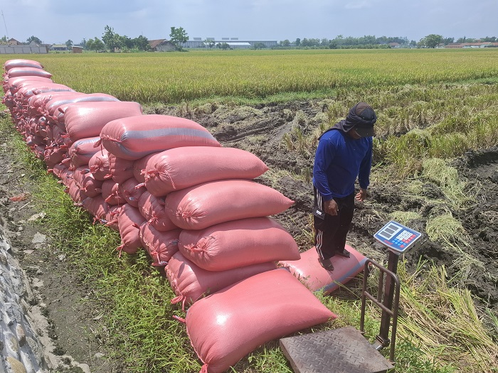 PANEN: Petani di Kecamatan Perak saat memanen padi, (26/12) lalu.  &nbsp;