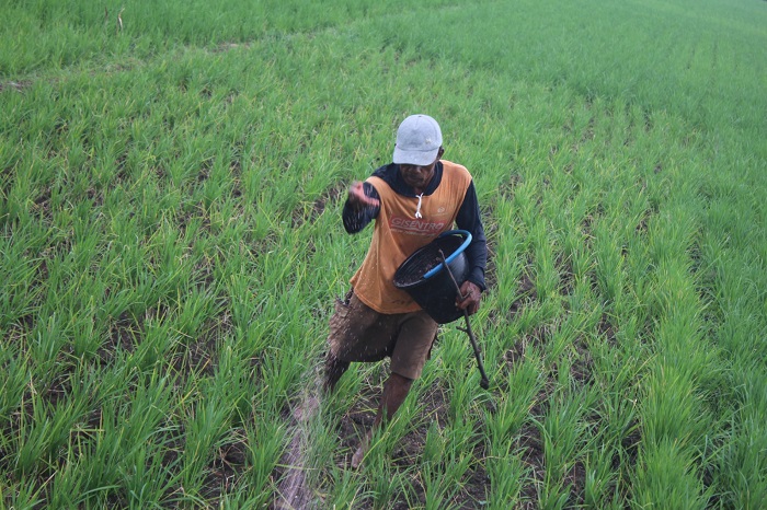 DIPUPUK: Buruh tani di Kecamatan Kesamben tengah memupuk tanaman padi di pematang sawah.