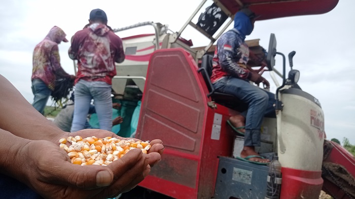 &nbsp;  PANEN: Petani di Jombang saat memanen jagung 2025 lalu.