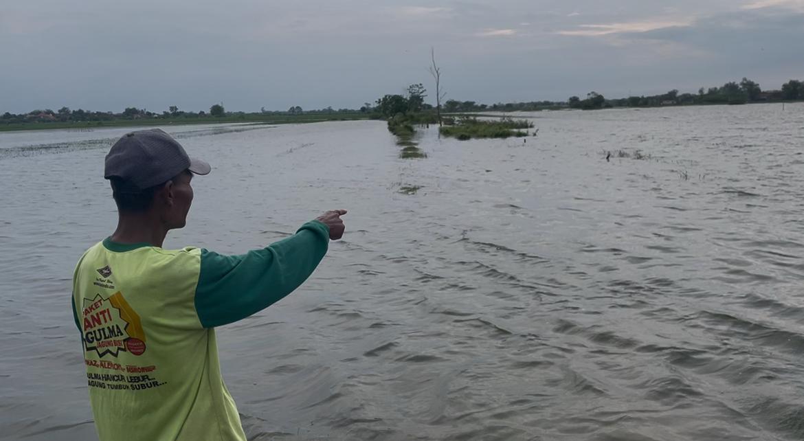 TERANCAM GAGAL PANEN: Banjir masih merendam areal sawah Dusun Ketapang Rejo, Desa Ketapankuning, Kecamatan Ngusikan Selasa, (13/1).  &nbsp;