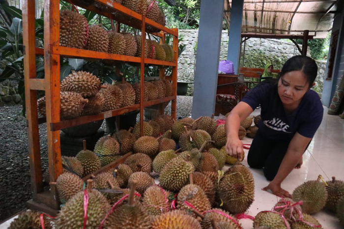 Durian lokal asli Wonosalam mulai panen raya
