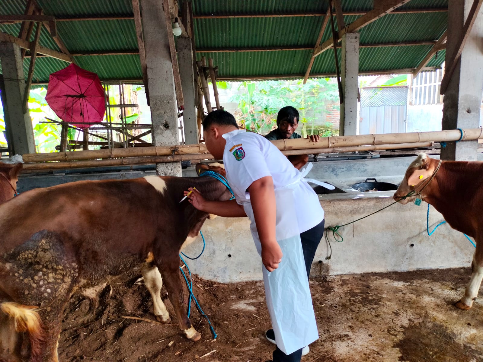 MENINGKAT: Dinas peternakan kembali memberikan vaksin untuk peternak.  &nbsp;