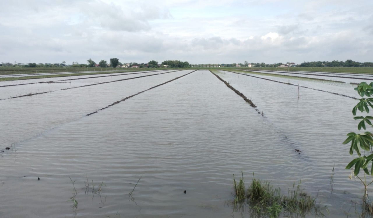 MULAI SURUT: Kondisi sawah di Dusun Mernung Lor Desa Sumbernongko Kecamatan Ngusikan mulai surut usai tergenang banjir.