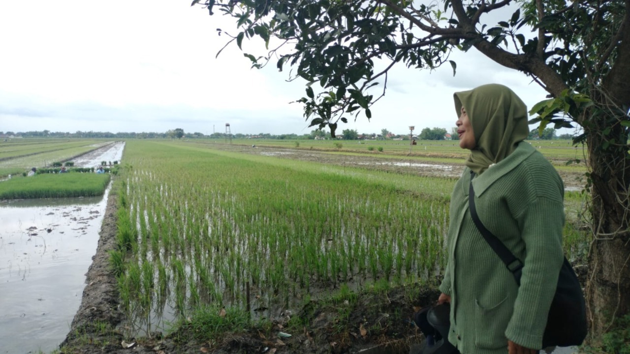 SURUT: Kondisi sawah di Dusun Mernung Lor Desa Sumbernongko Kecamatan Ngusikan mulai surut usai tergenang banjir beberapa hari lalu.