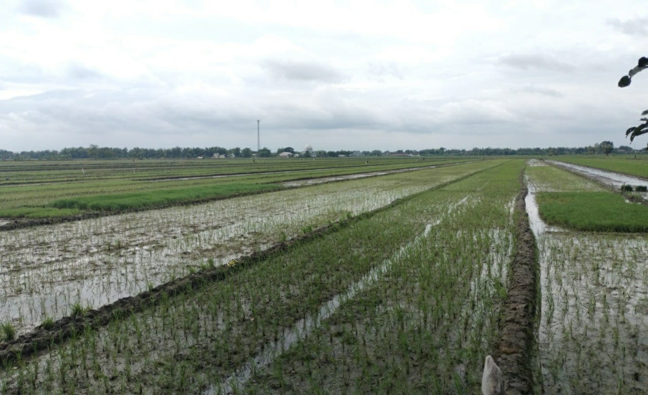 &nbsp;  SURUT: Kondisi lahan sawah di Desa Sumbernongko Kecamatan Ngusikan yang sempat banjir &nbsp;kini sudah surut, (16/1).  &nbsp;