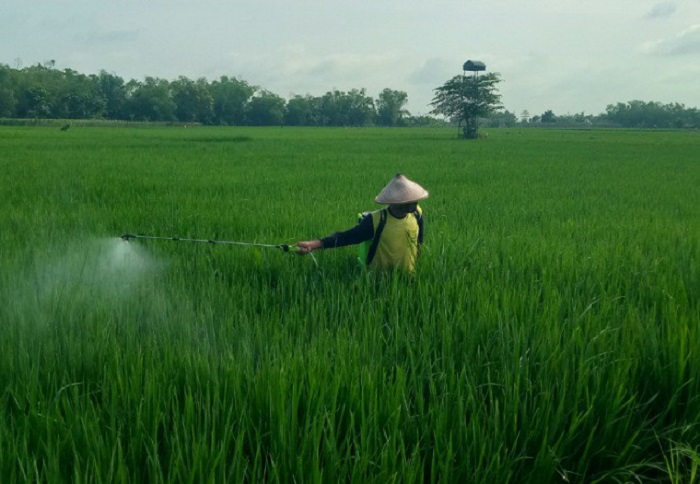 &nbsp;  DISEMPROT: Petani di Desa Purisemanding, Kecamatan Plandaan menyempot tanaman padi terserang penyakit kresek.