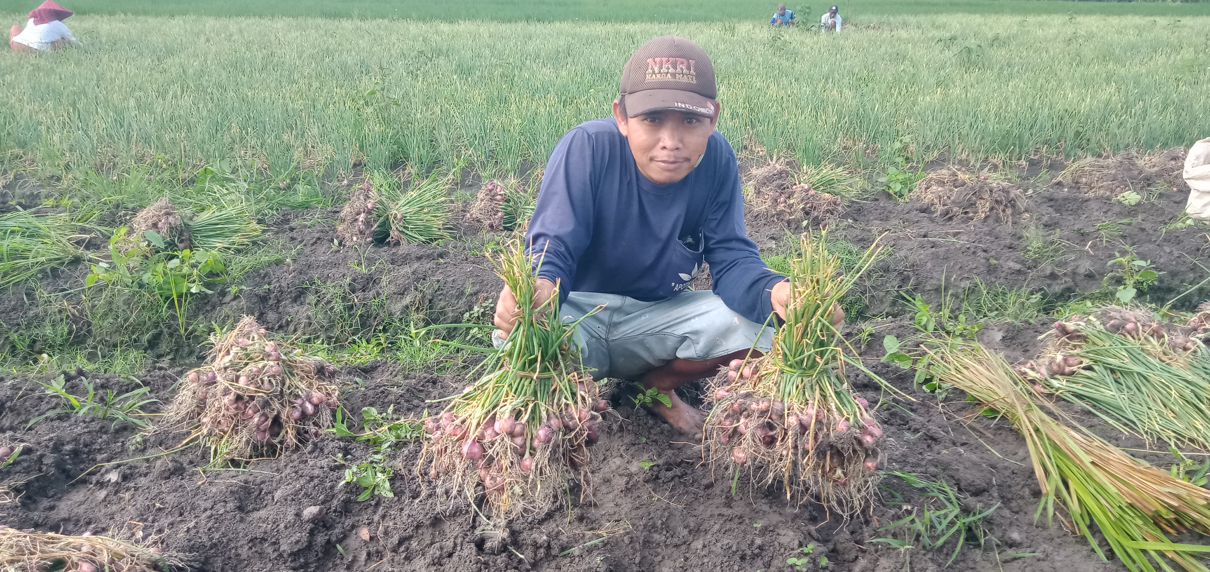 &nbsp;  RESAH: Petani di Desa Purisemanding, Kecamatan Plandaan menunjukkan hasil panen bawang merah, (30/1).
