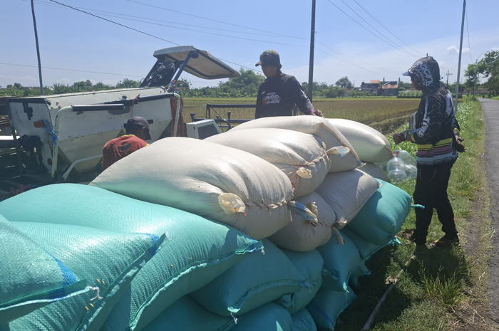 &nbsp;  MULAI PANEN: Petani memanen padi di Desa Sidomulyo, Kecamatan Megaluh menggunakan mesin combine.  &nbsp;