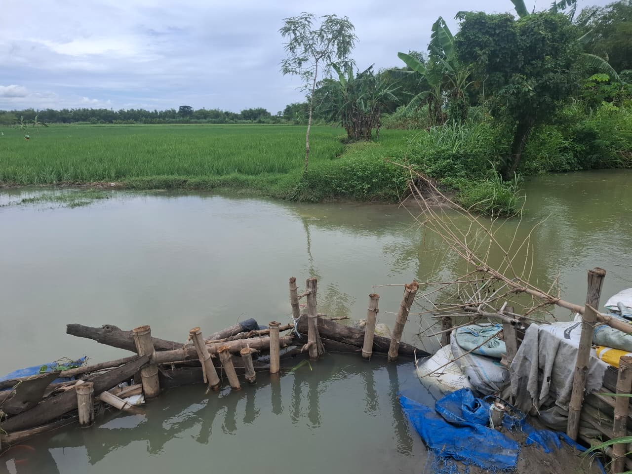 BUTUH PERBAIKAN: Tanggul sudetan kali Marmoyo di Dusun Lengkong, Desa Jatigedong, Kecamatan Ploso yang jebol, (13/2).  &nbsp;