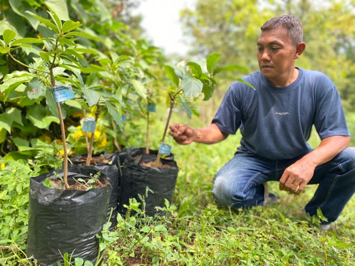 DIRAWAT: Sunoto 51, warga Dusun Notorejo, Desa/Kecamatan Wonosalam merawat alpukat varietas miki di kebunnya kemarin (18/2).
