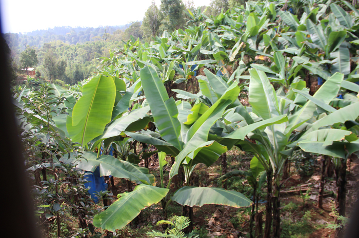  DITANAM: Petani menanam pisang jenis cavendish di Dusun Segunung, Desa Carangwulung Wonosalam.   