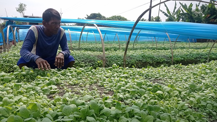  &nbsp;  SAMBUT MUSIM TANAM: Petani utara Brantas menanam tembakau, (9/5)  &nbsp;  