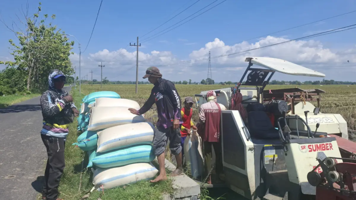 Musim panen padi di Kabupaten Jombang diperkirakan mencapai puncaknya pada April 2026