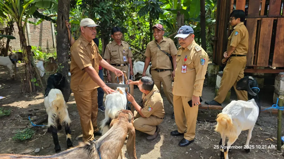 Pemerintah Kabupaten Jombang setiap tahun menggelontorkan ribuan ekor ternak kepada kelompok peternak melalui program hibah
