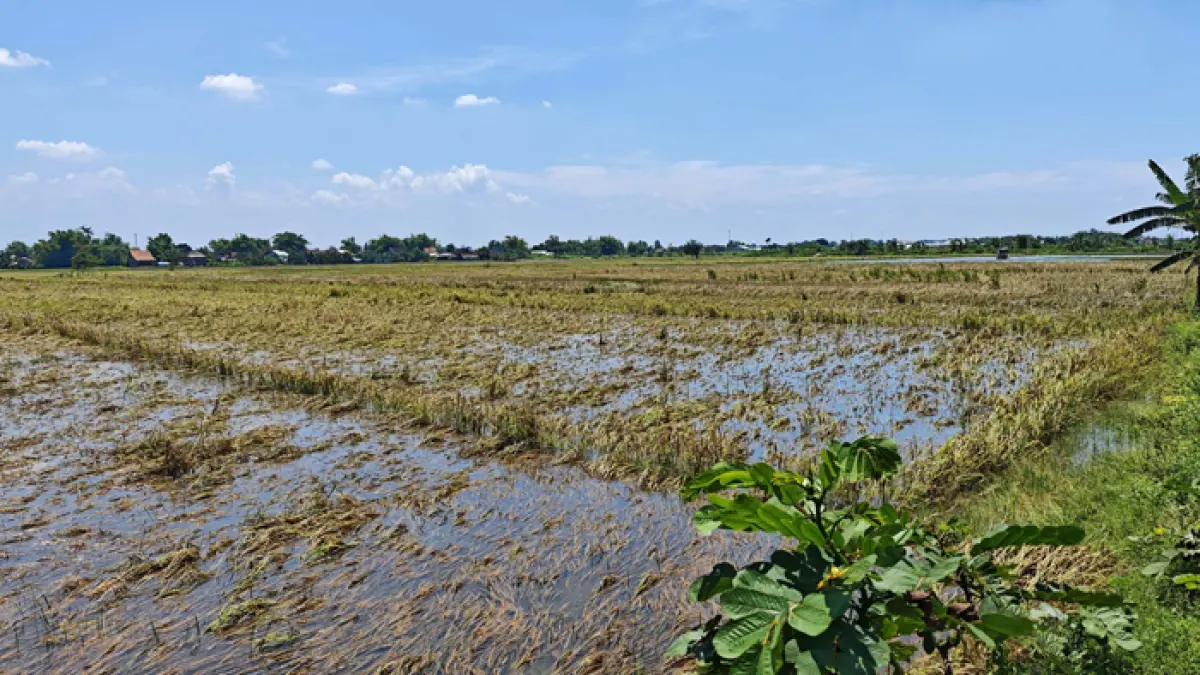 
TERANCAM GAGAL PANEN: Padi yang siap panen di Dusun Beluk, Desa Jombok, Kecamatan Kesamben terendam banjir luapan Afvoer Watudakon.
