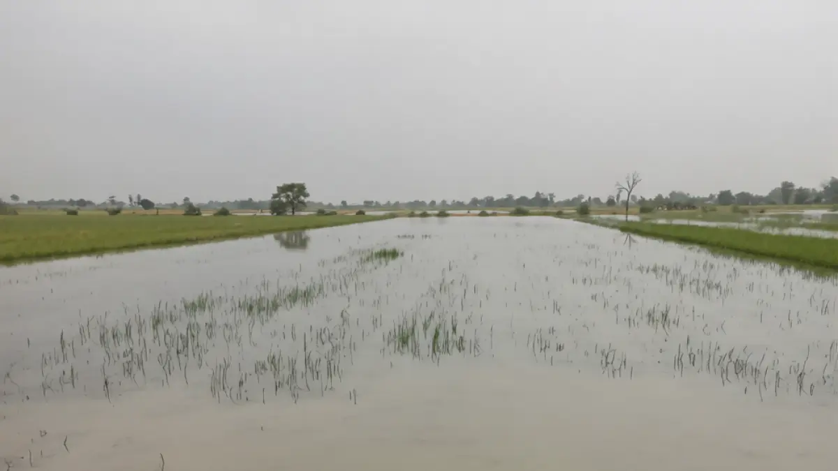 TERENDAM: Sawah di Desa Carangrejo masih terendam banjir (1/4) lalu. 