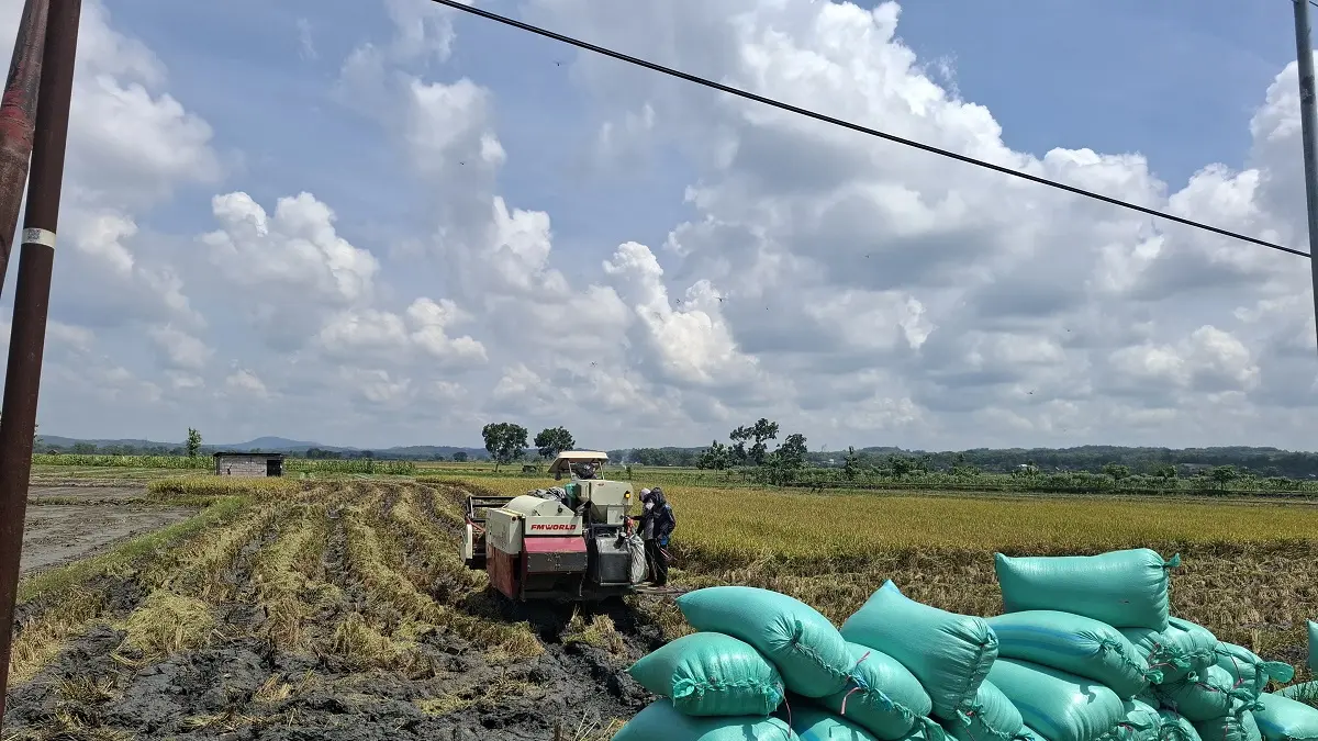 MODERN: Petani di Dusun/Desa Bangsri, Kecamatan Plandaan memanen padi menggunakan mesin comobine.