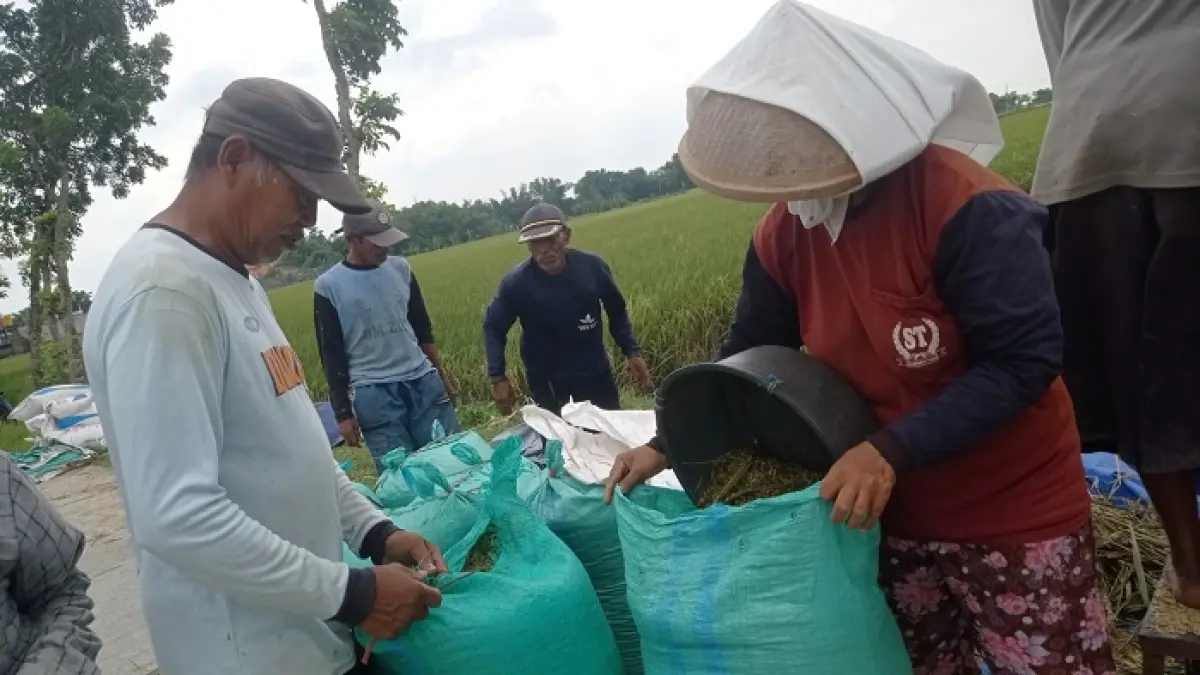 DIPANEN: Petani memanen padi menggunakan mesin perontok di Kecamatan Plandaan.