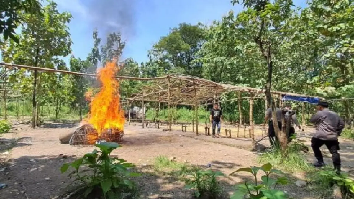 Arena sabung ayam di kawasan hutan jati perbatasan Desa Banjardowo, Kecamatan Jombang – Kecamatan Perak kembali digerebek polisi.