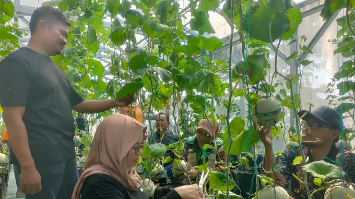 SEGAR: Kepala Desa Bulurejo Supraptini (dua dari kiri) didampingi Sunyoto Ketua P2L Bulurejo dan pendamping dari Dinas Pertanian Jombang serta warga setempat saat memanen melon di kawasan ASC.