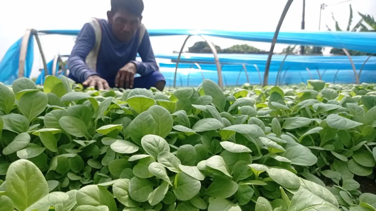 ILUSTRASI: Petani di Desa Sumbergondang, Kecamatan Kabuh merawat bibit tembakau yang siap tanam.